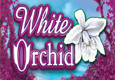 White Orchid Slot